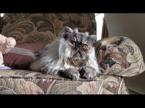 Read more about the article Cat watches the episode Blink